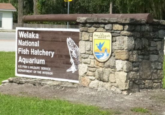 Fish Hatchery, Welaka